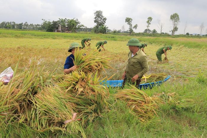  Cán bộ xã và lực lượng vũ trang giúp người dân thu hoạch lúa 