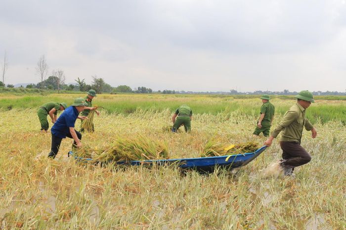  Cán bộ xã và lực lượng vũ trang giúp người dân thu hoạch lúa 