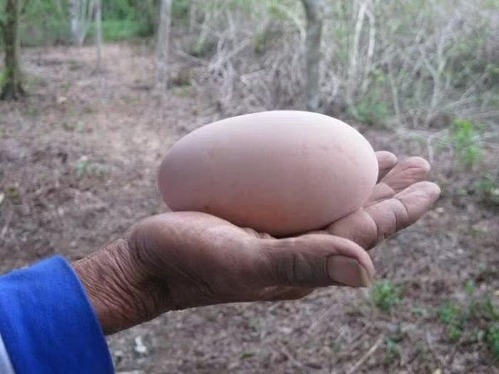 Ảnh: blog.mongabay.