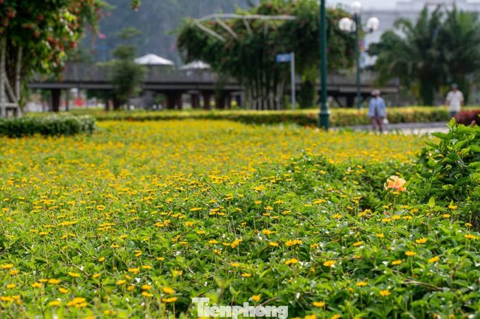 Các thảm hoa bốn mùa được quy hoạch theo từng khu vực, tạo nên khung cảnh rực rỡ, sống động và vô cùng thích hợp để chụp ảnh, dạo chơi.