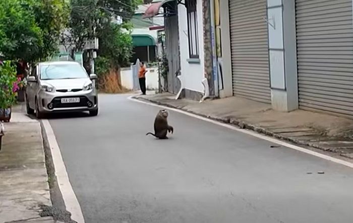 Khỉ hoang xuất hiện ở khu dân cư ở Sơn La.