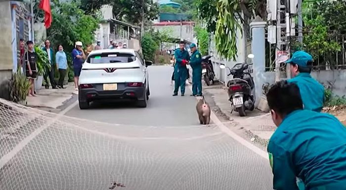 Lực lượng chức năng tổ chức vây bắt khỉ hoang.