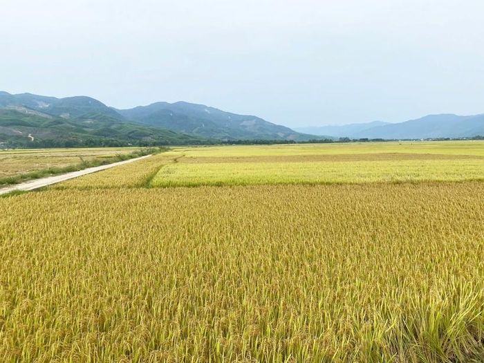  Sản xuất nông nghiệp trên địa bàn xã Thượng Đức được triển khai đúng tiến độ, với diện tích gieo trồng lúa Đông xuân đạt trên 487 ha, trong đó có 95 ha liên kết sản xuất lúa giống.