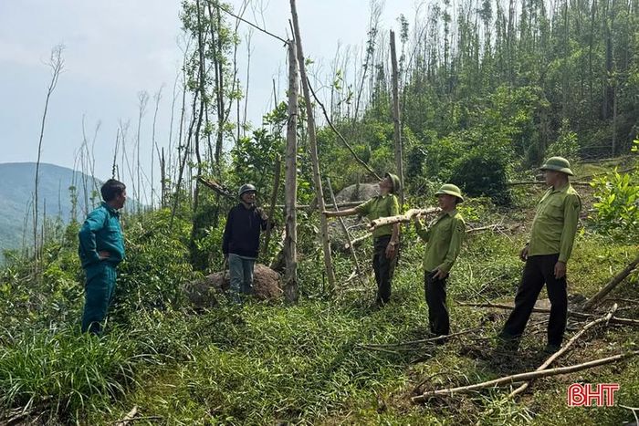 Sau nhiều tháng, những cây đổ ngã vẫn đang nằm phơi nắng phơi mưa, mục nát, tạo thành lớp thực bì khô dày, làm cho nguy cơ cháy luôn thường trực.