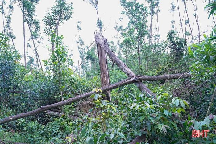 Đến nay, vẫn còn khoảng 1.000 ha chưa được thu gom.