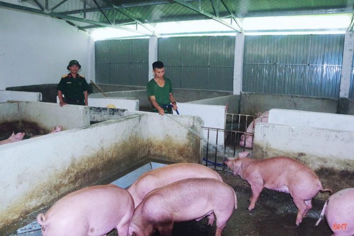  Đàn lợn từ 20–30 con được chăm sóc khoa học, vệ sinh chuồng trại sạch sẽ và phòng bệnh đầy đủ. Đội ngũ hậu cần tận dụng nguồn thức ăn dư thừa để tiết kiệm chi phí, đàn lợn phát triển khỏe mạnh, cung cấp nguồn thực phẩm sạch tại chỗ. 