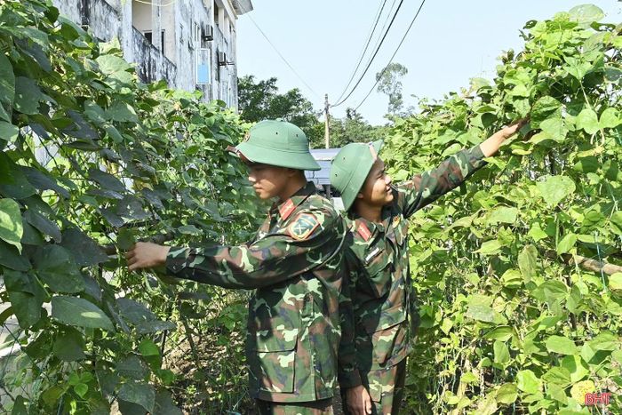  Nhờ duy trì hiệu quả các mô hình trồng trọt nên Trung đoàn 841 luôn có những luống rau xanh tốt, giàn đậu sai quả quanh năm, đáp ứng 100% nhu cầu rau xanh cho bộ đội. 