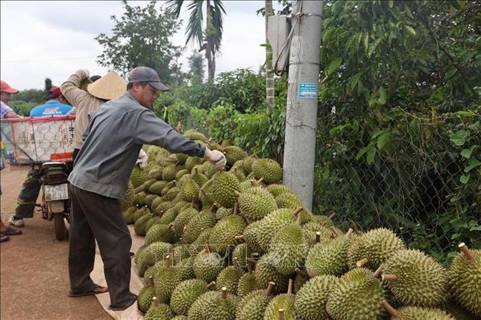 Thu hoạch sầu riêng xuất khẩu sang thị trường Trung Quốc tại Hợp tác xã sầu riêng Liên Đức, xã Châu Đức.