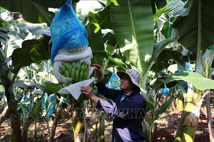 Công nhân Công ty Cổ phần cao su Thống Nhất bọc, bảo vệ buồng chuối trong quá trình sinh trưởng nhằm hạn chế sâu bệnh, nâng cao chất lượng sản phẩm, phục vụ thị trường trong nước và xuất khẩu.