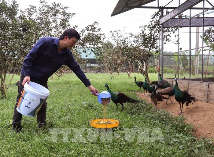Anh Lưu Duy Đông chăm sóc đàn công giá trị cao. Ảnh: Đức Thọ - TTXVN