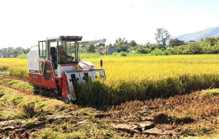 Ngành Nông nghiệp yêu cầu các địa phương thu hoạch theo phương châm “lúa chín đến đâu, thu hoạch gọn đến đó” nhằm hạn chế thất thoát năng suất.