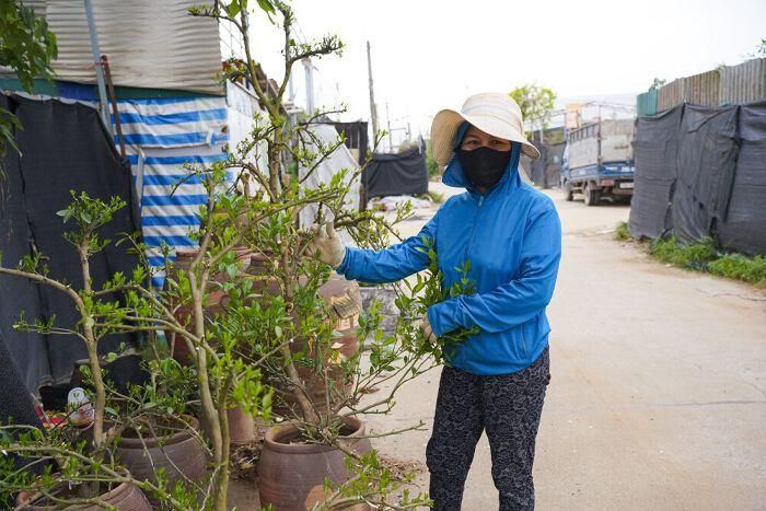 Chị Trần Hương May – người dân sinh sống tại tổ 23, cụm 3, phường Hồng Hà, hiện làm nghề trồng quất. (Ảnh: Ngọc Đẹp).