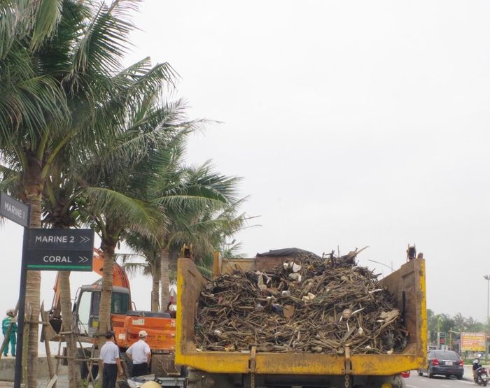 Hàng trăm tấn củi mục, thân cây được các lực lượng đưa ra khỏi khu vực bãi biển