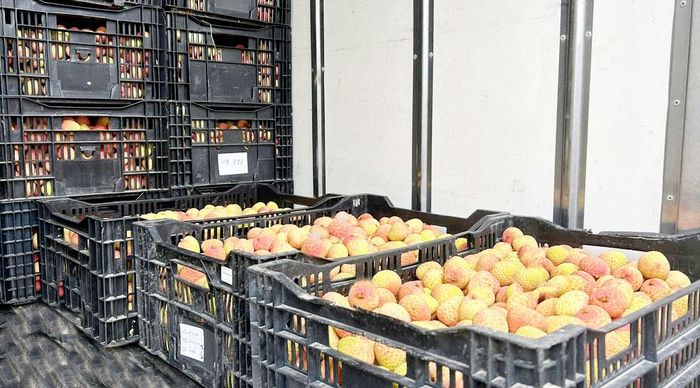 Những chùm vải chín mọng được người dân cẩn thận cắt cuống, tỉa lá, đóng khay, đưa về cơ sở sơ chế trước khi xuất khẩu.