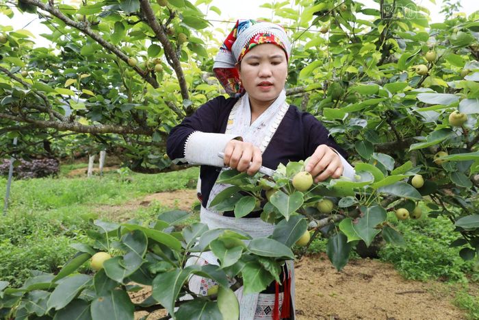 Chị Tẩn Tả Mẩy, thôn Kin Chu Phìn 1 tỉa bớt quả và chồi thừa để cây phát triển tốt.