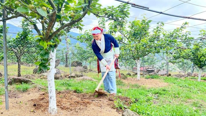 Chị Tẩn Lù Mẩy, thôn Kin Chu Phìn 1 chăm sóc diện tích lê của gia đình.