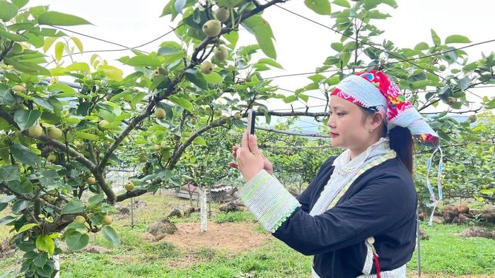 Chụp ảnh, quảng bá sản phẩm lê trên mạng xã hội nhằm mở rộng thị trường tiêu thụ.