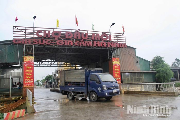 Chợ đầu mối gia súc, gia cầm Hà Nam hàng ngày trung chuyển hàng nghìn con lợn.
