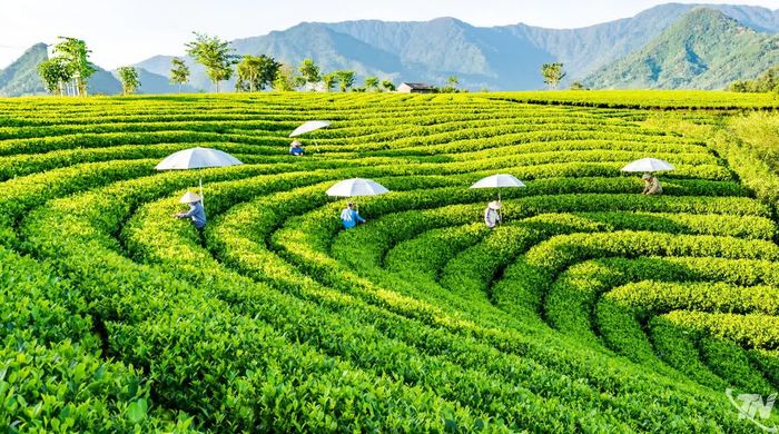 Lĩnh vực nông nghiệp trên địa bàn tỉnh đang được tái định hướng theo hướng nông nghiệp giá trị cao, kinh tế chè, OCOP, nông nghiệp sinh thái và chế biến sâu.