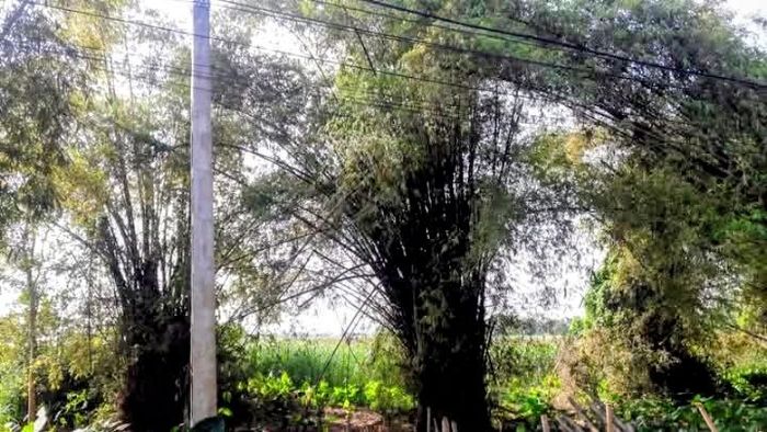 Lũy tre làng cổ Quang Biểu hiện nay vẫn được duy trì dưới chân đê sông Mã