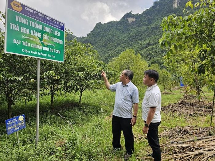 TSKH Hà Phúc Mịch - Chủ tịch VOAA trong một chuyến thăm công viên trà hoa vàng Ninh Bình.
