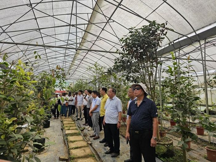 Các chuyên gia trong nước quốc tế đến thăm Công viên trà hoa vàng trong khuôn khổ OAC8 diễn ra tại Ninh Bình vào tháng 9/2025.