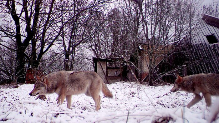Những con sói đi lại trong vùng cấm Chernobyl. (Nguồn: Reuters)