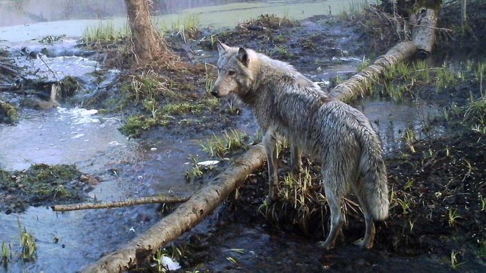 Một con sói trong khu rừng ở Chernobyl. (Nguồn: AP)