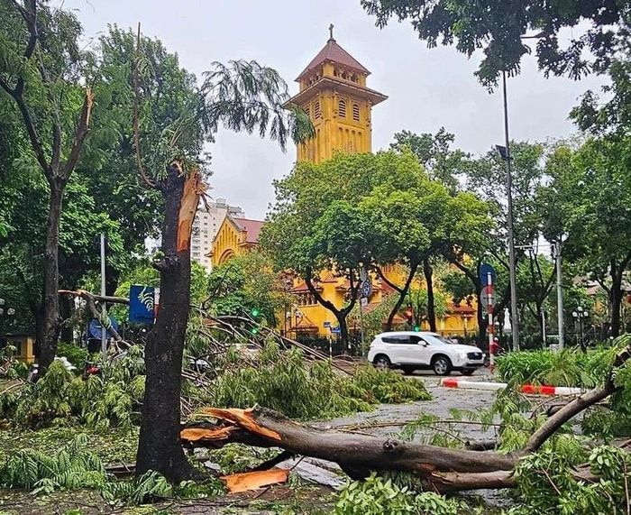 Trước mùa mưa bão, thành phố Hà Nội yêu cầu các đơn vị tăng cương cắt tỉa cây xanh, hạn chế gãy đổ ảnh hưởng đến giao thông. Ảnh ST
