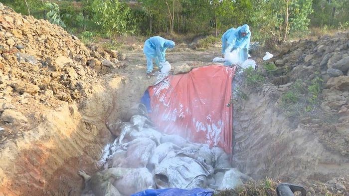 Ngành chức năng tỉnh Lâm Đồng vừa tiến hành tiêu hủy ổ bệnh dịch tả lợn châu Phi với số lượng lên đến gần 10.000 con