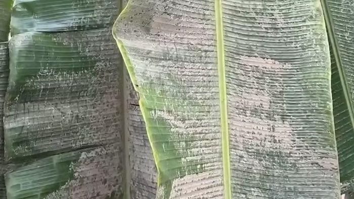 Bụi cám phủ đầy trên lá cây trong vườn nhà dân.