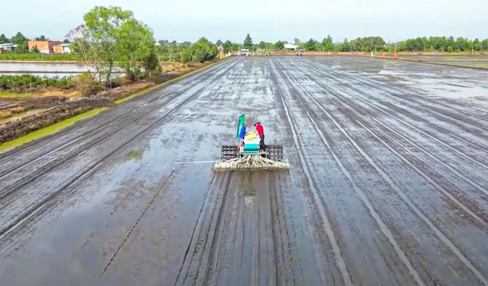  Giảm lượng giống, áp dụng sạ hàng chính xác sẽ góp phần giảm lượng phân bón 