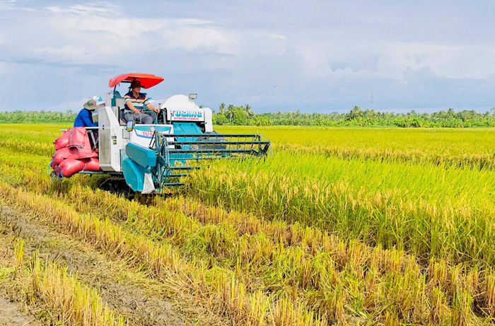  Thu hoạch lúa sản xuất theo Đề án 1 triệu ha lúa chất lượng cao, phát thải thấp tại TP Cần Thơ 