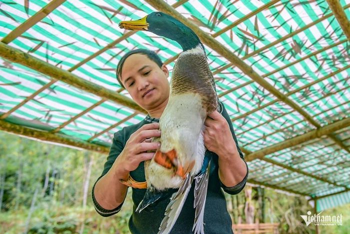Nhờ nuôi vịt, mỗi năm anh Nam thu nhập khoảng 300 triệu đồng.