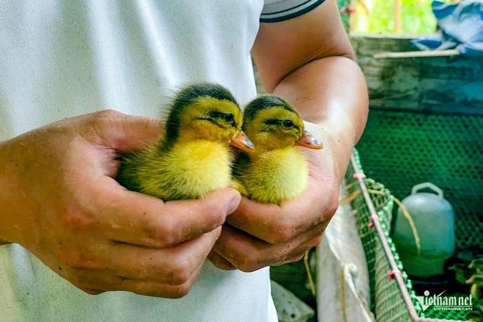Không chỉ bán vịt thương phẩm, anh còn bán vịt giống cho bà con địa phương.