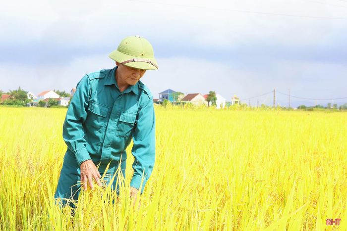  Ông Phạm Ngọc Lân phấn khởi khi thửa ruộng hơn 4.000 m2 cho năng suất tốt. 