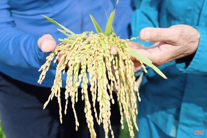 Công tác chuyển đổi, tập trung ruộng đất góp phần đem lại nhiều thuận lợi cho người dân trong sản xuất, thu hoạch.