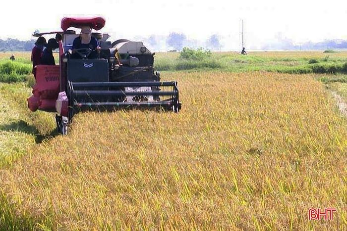 Kết quả theo dõi tại các mô hình vụ xuân 2025 cho thấy nhiều chỉ tiêu sinh trưởng và năng suất đều nhỉnh hơn so với ruộng đối chứng không xử lý bằng chế phẩm.