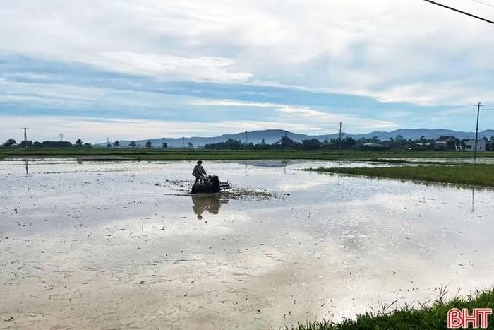 Khi sử dụng chế phẩm BIO-RA kết hợp đưa nước vào ruộng và cày lật gốc rạ, quá trình phân giải diễn ra nhanh hơn, giúp rơm rạ mềm và mục sau khoảng 7-10 ngày.