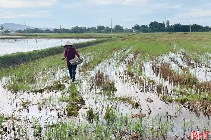 Năm 2025, dự án được thực hiện trên diện tích hơn 300 ha (2 vụ), với hơn 600 hộ tham gia.