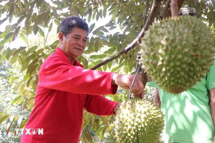 Ông Trần Văn Chiến, Giám đốc Hợp tác xã Trường Khương A (xã Trường Long) cho biết nhờ liên kết với công ty nên giá sầu riêng Ri6 của ông được thu mua 45.000 đồng/kg. (Ảnh: Thu Hiền/TTXVN)