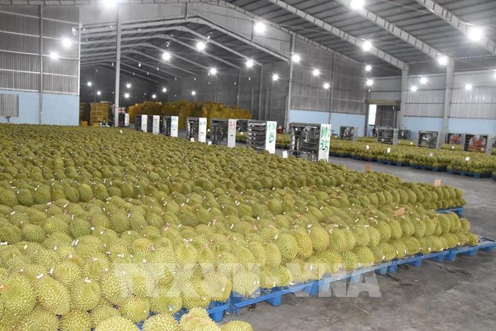 Hoạt động thu mua sầu riêng ở Đồng Tháp. Ảnh: Công Trí-TTXVN 