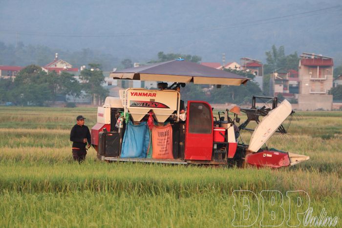 Nông dân phường Mường Thanh sử dụng máy gặt thu hoạch lúa.
