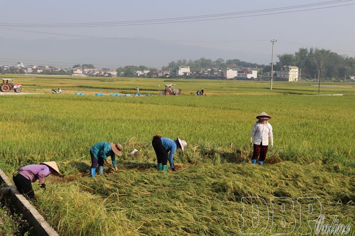 Người dân vùng lòng chảo thu hoạch lúa bị đổ rạp do giông lốc.