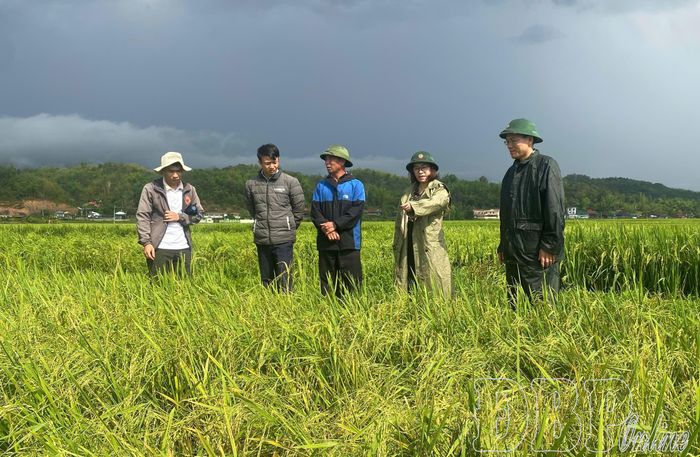 Lãnh đạo xã Sam Mứn kiểm tra diện tích lúa bị thiệt hại do thiên tai, mưa đá. Ảnh: Trung tâm Dịch vụ tổng hợp Sam Mứn.