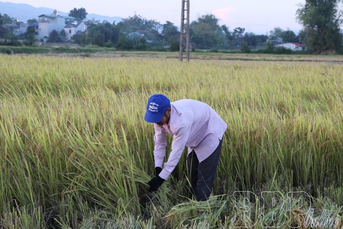 Ở những thửa ruộng máy móc không vào được, người dân tranh thủ gặt tay.
