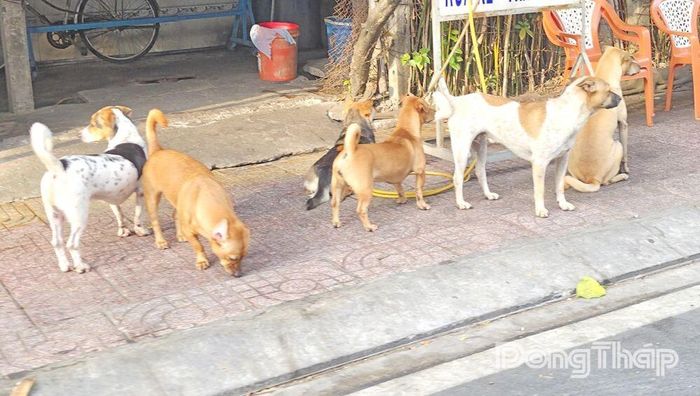 Người dân cần quản lý chặt vật nuôi, không thả rông chó ra đường để bảo đảm an toàn cho cộng đồng.