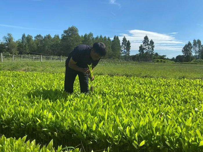  Sản xuất, kinh doanh giống cây trồng lâm nghiệp không bảo đảm chất lượng theo quy định bị phạt đến 40 triệu đồng và phải tiêu hủy lô giống. Ảnh: Phan Tuấn 