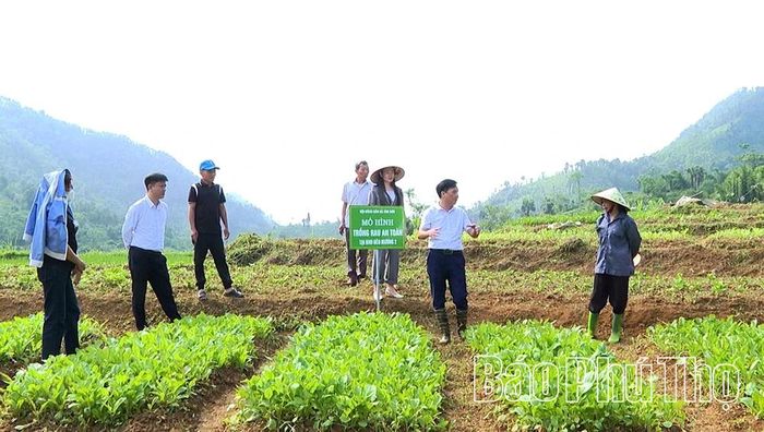 Lãnh đạo và hội viên Hội Nông dân xã Tân Sơn thăm, kiểm tra, chia sẻ kinh nghiệm mô hình trồng rau an toàn tại khu Đèo Mương 2.