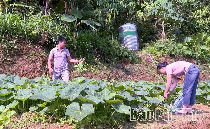Hội viên nông dân khu Đèo Mương 2 thu hái rau an toàn.